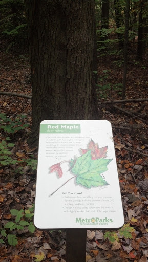 Nature Realm Red Maple