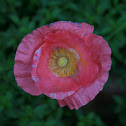 Poppy