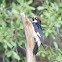 Acorn Woodpecker