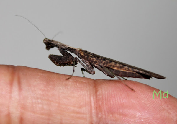 Golden Praying Mantis | Project Noah