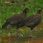 Crakes (juveniles?)