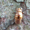 Cicada