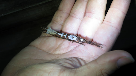 Spotting Image 1
