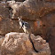 Rothschild's Rock-Wallaby