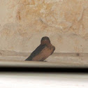 Barn Swallow