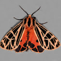 Parthenice Tiger Moth
