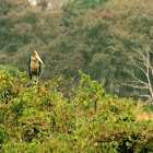 Greater Adjutant
