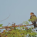Amur Falcon