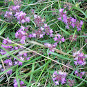 Prairie Verbena