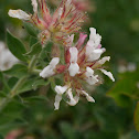 Hairy Canary Clover, Behaarter Backenklee