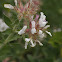 Hairy Canary Clover, Behaarter Backenklee
