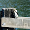 Karuhiruhi (juvenile)