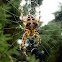 Cross Orbweaver