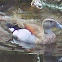 Blue beaked Teal