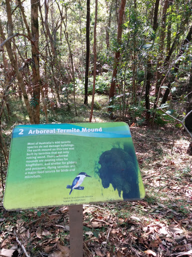 Arboreal Termite Mound.