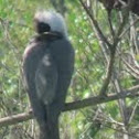 Mousebird