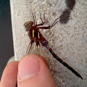 Springtime Darner