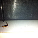 Earwig