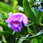 Orquidea Sobralia