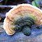Golden Curtain Crust or False turkey tail