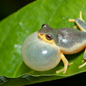 Pretty Bush Frog