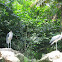 Marabou Stork