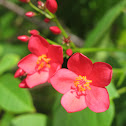 Jatropha
