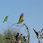 Little Bee-eater