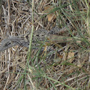 Toloc, Iguana