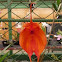 Masdevallia orchid