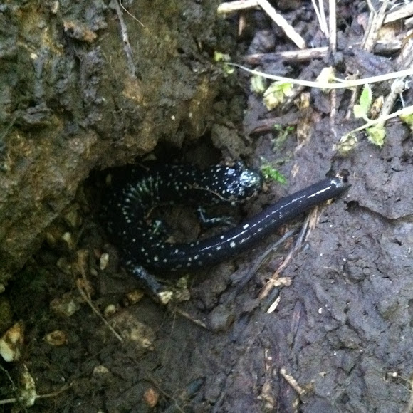 Spotting Image 1