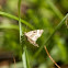 Common Carpet