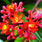 Gout Plant/Stick, Buddha Belly Plant
