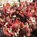 Tree Aeonium