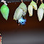 Nacimiento de una Morpho