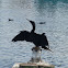 Anhinga
