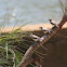 Double-barred Finch