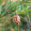 Case Moth