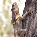 Frill-Necked Lizard
