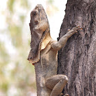 Frill-Necked Lizard