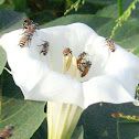 Common Heany Bees