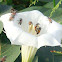 Common Heany Bees