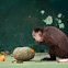 White-fronted Capuchin
