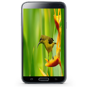 How to download صور طيور 2.0 unlimited apk for android