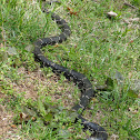Eastern kingsnake