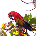 Scarlet Macaw
