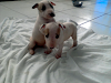 Bull Terrier  Blancos Con Parche Pirata Cachorros