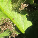 Baby Two-Spined spiders