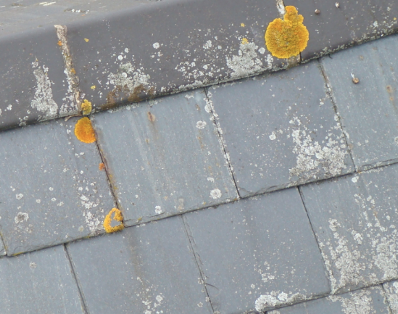 Spotting Image 1