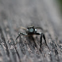 Twinflagged Jumping Spider
